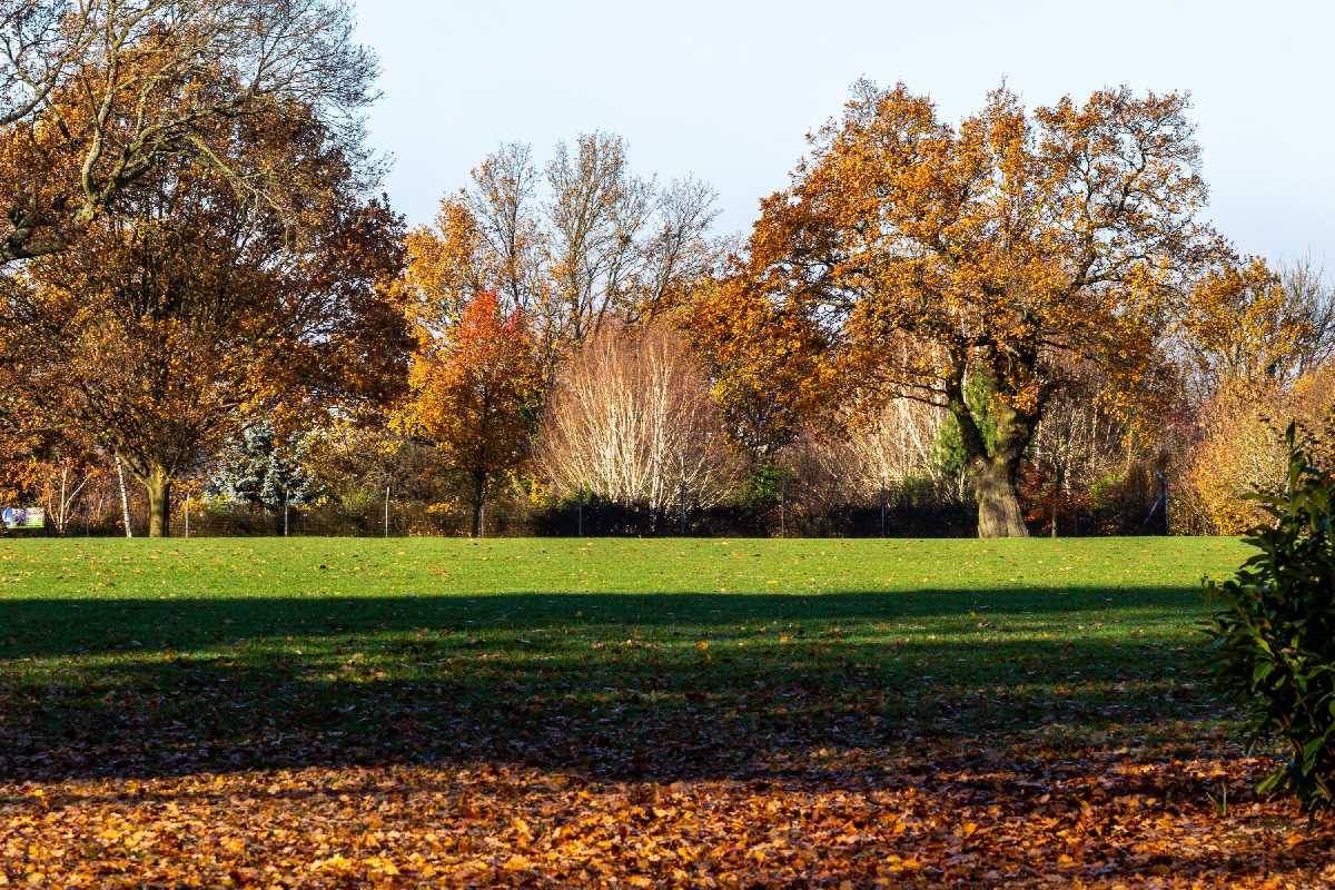 The sun lights up the autumn foliage in Kings Heath Park.